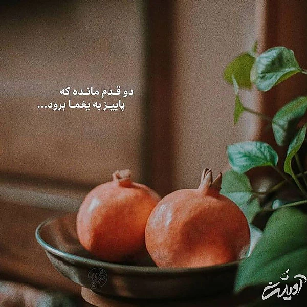 عکس پروفایل یلدا عکس شب یلدا با کیفیت بالا عکس شب یلدا خانوادگی عکس شب یلدا دونفره عکس برای شب یلدا دخترانه عکس شب یلدا 1402 عکس شب یلدا عاشقانه عکس پروفایل یلدا u;s \v,thdg dgnh